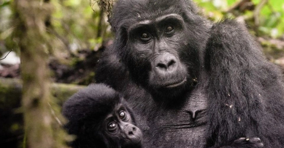 13 Day Namibia All Inclusive Fly-In Safari