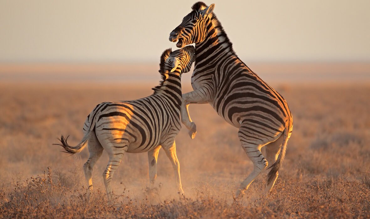 best-namibia-safaris