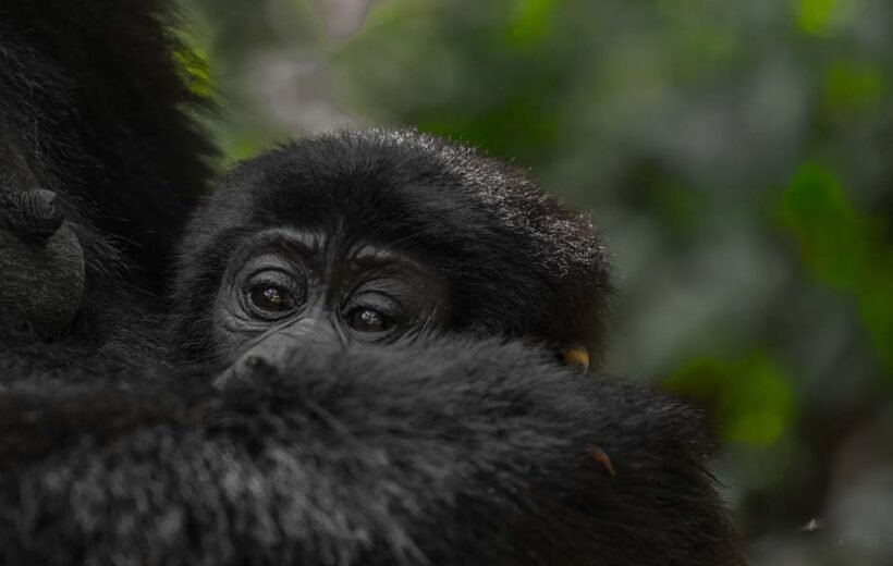 Bwindi Impenetrable Forest Uganda