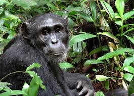7 Days Bwindi & Kibale Safari