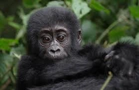 3 Days Gorilla Safari in Mgahinga